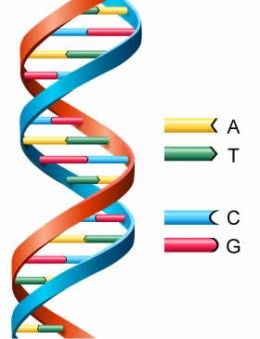 DNA double helix image