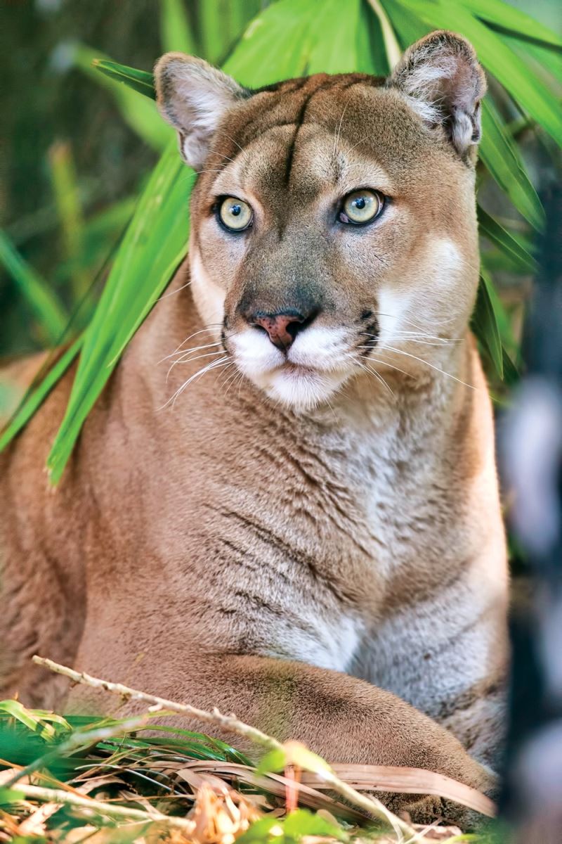 Florida Panther