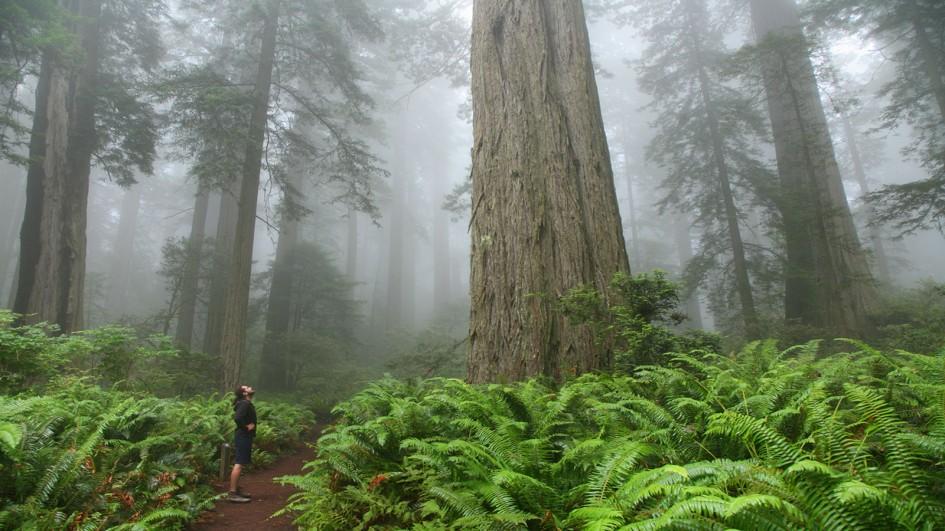 Redwood trees photo